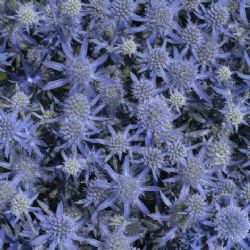 Blue Glitter Sea Holly, Eryngium, Eryngium planum 'Blue Glitter'